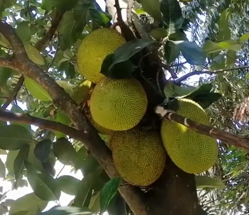 A close-up view of several green Tipolo tree fruits hanging from a branch, surrounded by lush green leaves, showcasing their spiky texture and size. ​