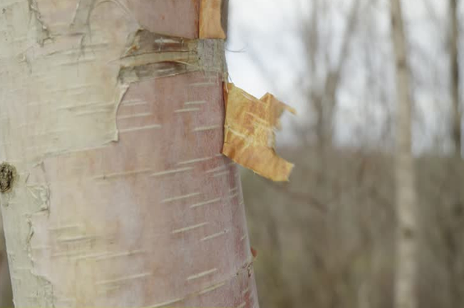 Close-up of peeling bark on a birch tree, revealing a layer beneath. This natural process may indicate tree growth or environmental stress, requiring monitoring for potential issues.