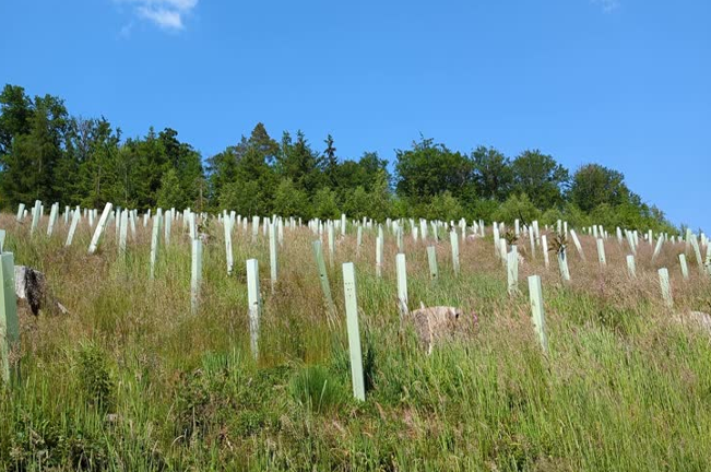 A hillside covered with newly planted trees protected by green tree guards, part of a reforestation project aimed at restoring forest cover and promoting ecosystem recovery.