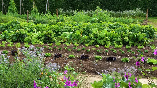 Vegetable Garden