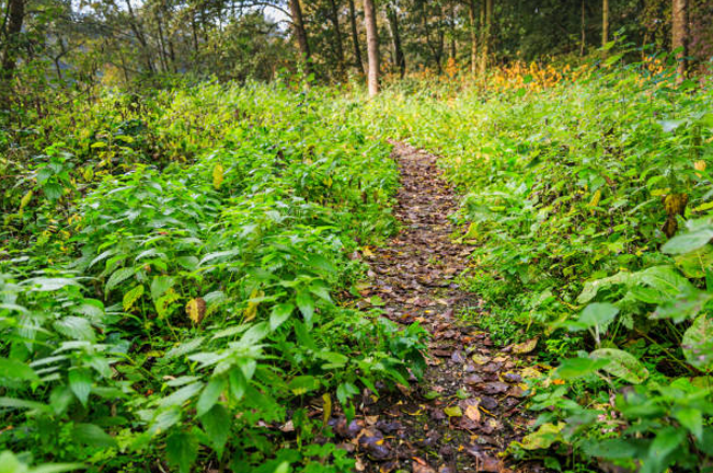 A narrow forest trail surrounded by lush green vegetation and fallen leaves, leading deeper into a wooded area. The image captures the serenity and diversity of a forest ecosystem.