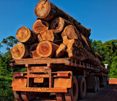 A large truck loaded with freshly cut logs on a dirt road, transporting timber from a forest area. The backdrop shows green trees under a clear blue sky, indicating logging activity.