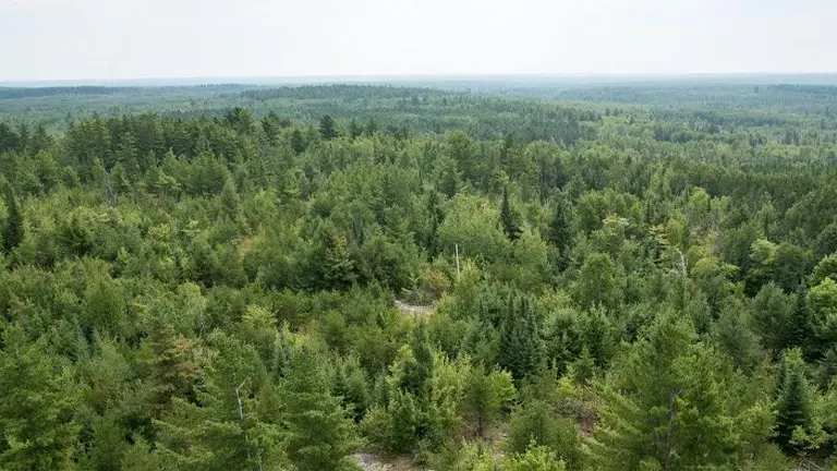 Minnesota DNR Offers $1M in Grants for Community Forestry Projects