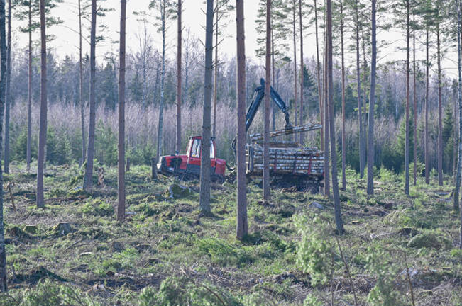 A logging machine operating in a sparse forest, loading cut trees onto a truck, showcasing the process of timber harvesting amidst standing trees and regrowth.