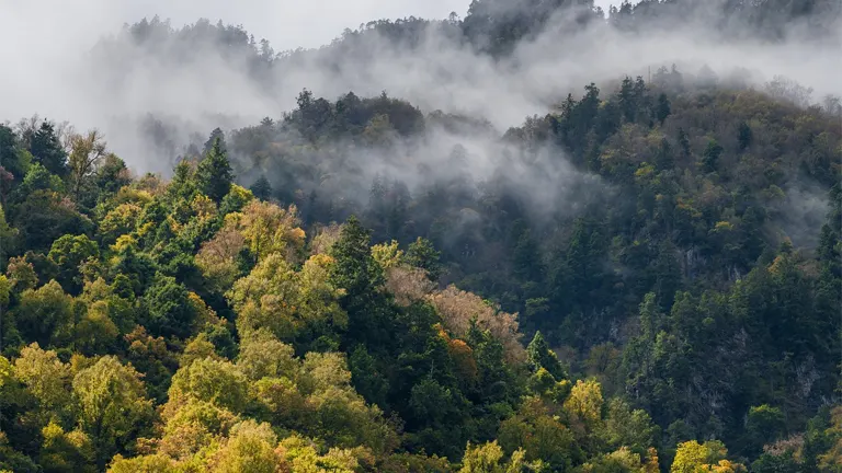 Ozone Pollution Slows Tropical Forest Growth, Reducing Carbon Absorption