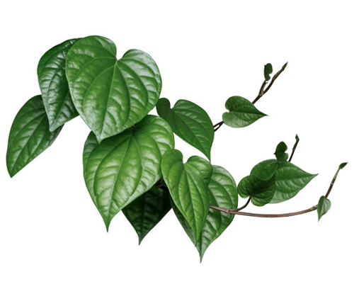 A vine with heart-shaped, glossy green leaves displayed against a white background. The plant shows healthy, vibrant foliage, highlighting its distinct leaf pattern and growth habit.