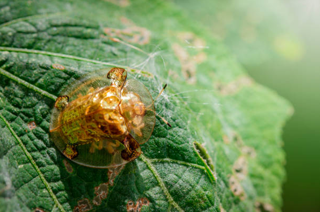 A golden tortoise beetle resting on a green leaf. The beetle's shiny, translucent shell reflects light, blending with the texture of the leaf it sits on.