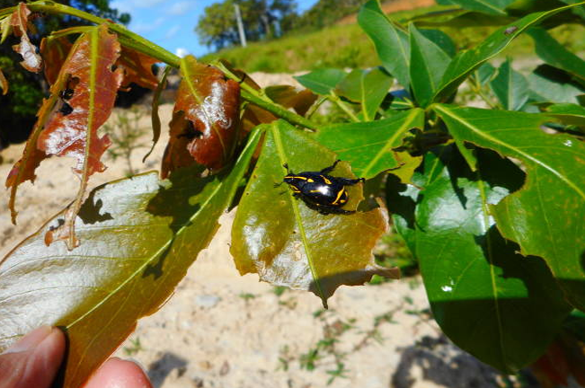  A black and yellow beetle rests on a partially damaged leaf. The leaf shows signs of pest damage, with holes and browning areas, while the surrounding leaves remain green and healthy.