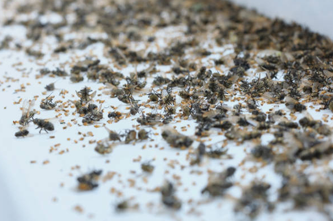 Close-up of numerous dead insects scattered on a white surface, likely the result of pest control measures. This image highlights the aftermath of an insect outbreak or infestation.