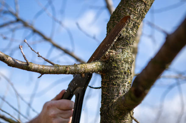 A person uses a handsaw to prune a tree branch on a sunny day, promoting tree health and growth by removing dead or damaged branches for improved structure and air circulation.