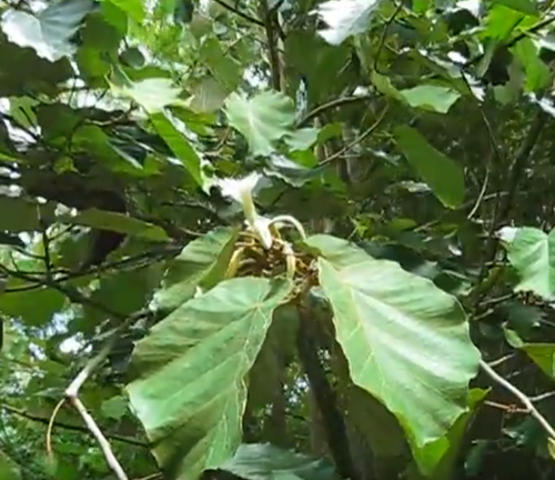 A view of a mature Bayok tree's large green leaves under dappled sunlight, with thick branches extending in various directions, highlighting the tree's lush canopy and dense foliage.