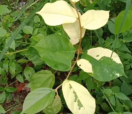 A close-up of a young Bayok tree showing a mix of green and pale yellow leaves, with stems growing amidst surrounding greenery, highlighting its unique leaf coloration.