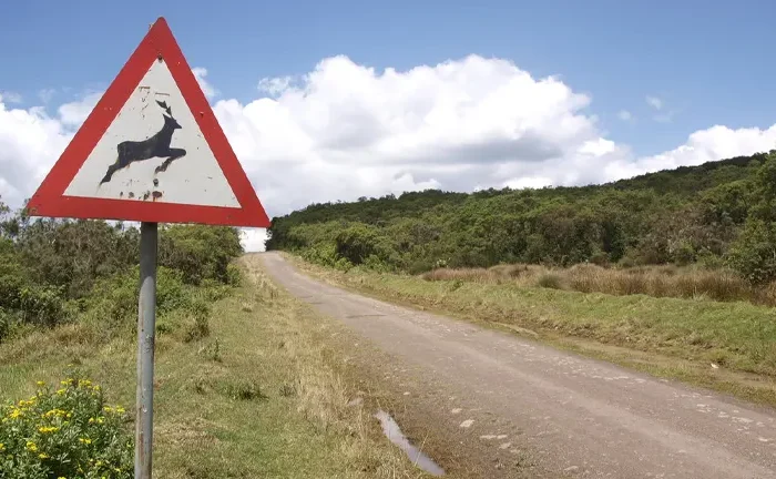 Road Expansion in Aberdare Forest Sparks Controversy Over Kenya’s Climate Policies