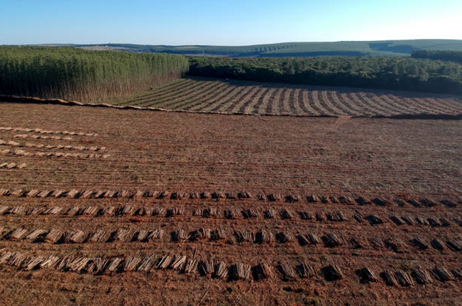 A vast harvested timber plantation, with rows of stacked logs spread across the field. Untouched trees stand in the background, indicating active logging operations.