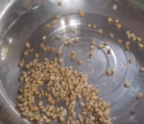 A stainless steel bowl containing a collection of light-colored Tipolo tree seeds scattered across the surface, showcasing their smooth texture. ​