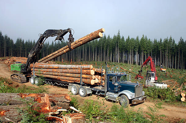 A logging truck being loaded with large timber logs by a grapple skidder in a forested area. The scene shows timber harvesting with dense trees in the background