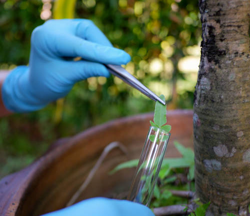 A gloved hand uses tweezers to place a leaf sample into a test tube, indicating a tree health assessment or research process. This suggests scientific analysis of the tree’s condition.