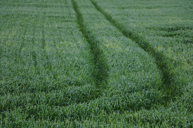 A vibrant green field of tall crops with deep tractor tracks running through it, forming curved paths. The neatly planted rows create a sense of symmetry in the agricultural landscape.