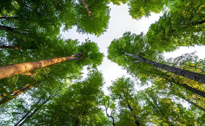 6 Essential Techniques for Sustainable Forest Management