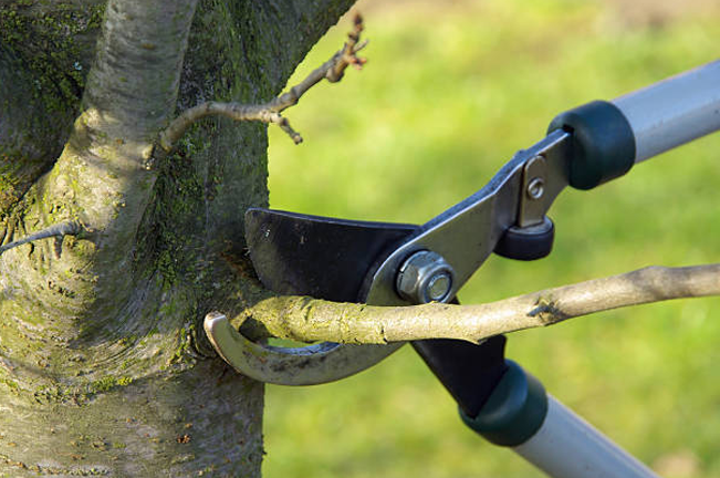 A close-up of a lopper cutting a small tree branch, demonstrating proper pruning techniques to improve tree health by removing dead or unwanted branches for better growth and structure.