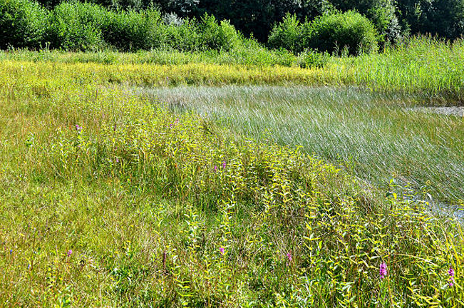 A vibrant meadow near a wetland with tall grasses and yellow-green vegetation. In the background, dense green shrubs and trees create a natural border, adding to the serene landscape.