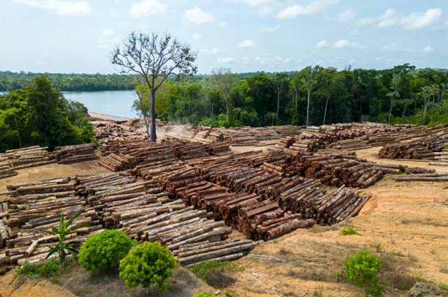 Stacks of logged timber near a forest and river, illustrating the scale of timber harvesting operations and its proximity to natural habitats and waterways.