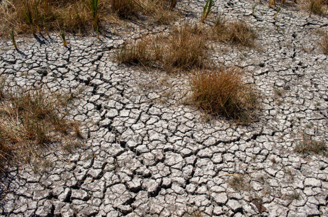 A dry, cracked soil surface with sparse vegetation struggling to survive, illustrating the severe effects of drought and soil degradation, highlighting the need for sustainable land management.