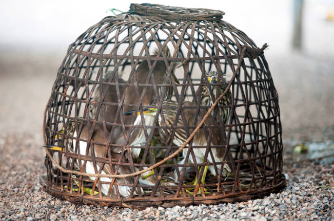 A group of birds confined in a woven bamboo cage, resting on a gravel surface. The birds appear closely packed, with some looking out through the gaps in the cage.