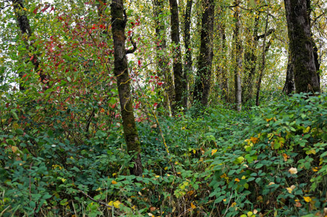 A lush forest scene with tall trees and dense undergrowth, featuring vibrant green and red foliage, highlighting the rich biodiversity and natural beauty of a forest ecosystem.