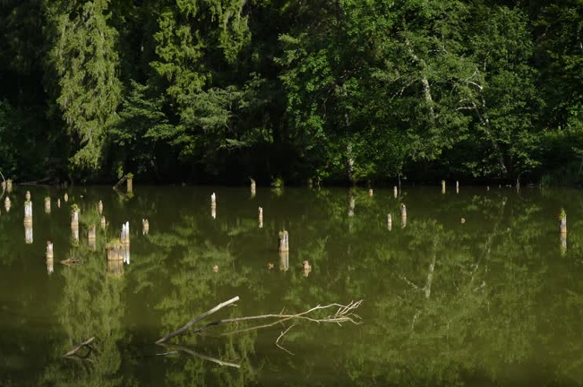 Tree stumps protruding from a calm, reflective pond surrounded by dense forest, illustrating the remnants of logging activity and its impact on the natural landscape.