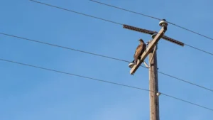 Timber Power Poles