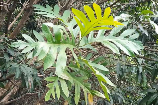 A close-up view of Tipolo tree leaves, showcasing their large, lobed, and glossy green surfaces with varying shades, set against a blurred forest background.