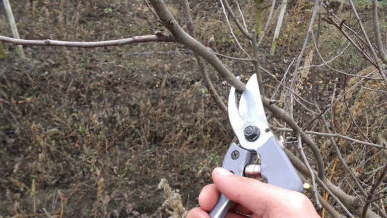 Pruning and Thinning: Improving Tree Health and Growth