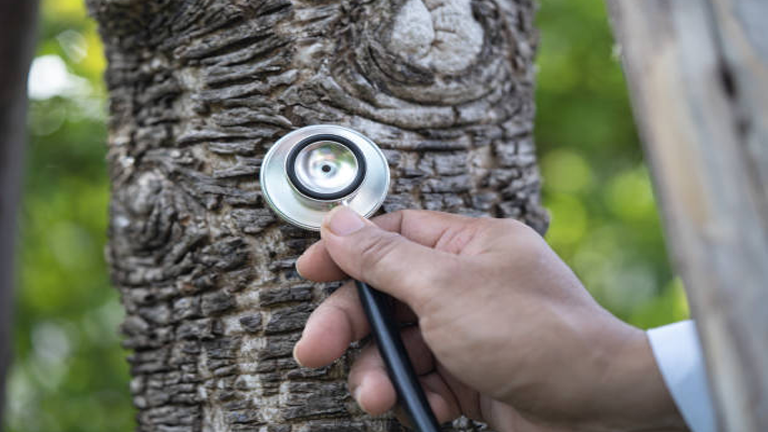 Tree Health Monitoring: Early Detection of Problems