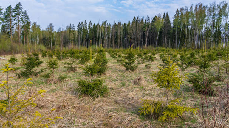 Biodiversity Conservation: Balancing Timber Harvesting and Wildlife Habitat