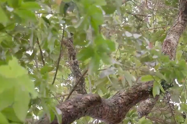 A close-up view of a tree branch surrounded by lush green leaves. The bark is textured and brown, and the leaves are vibrant, creating a dense canopy above.