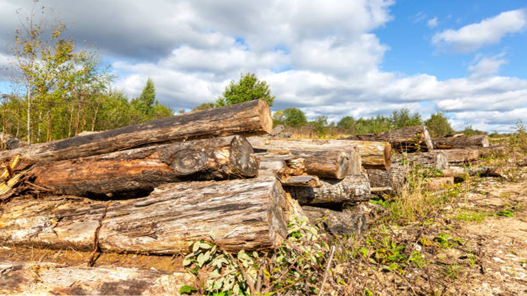 Softwood vs. Hardwood: Market Dynamics and Trends