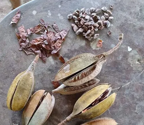 Bayok tree fruit pods split open to reveal seeds, alongside a pile of dried seed husks and loose seeds, displayed on a surface, showing the tree's reproductive elements.