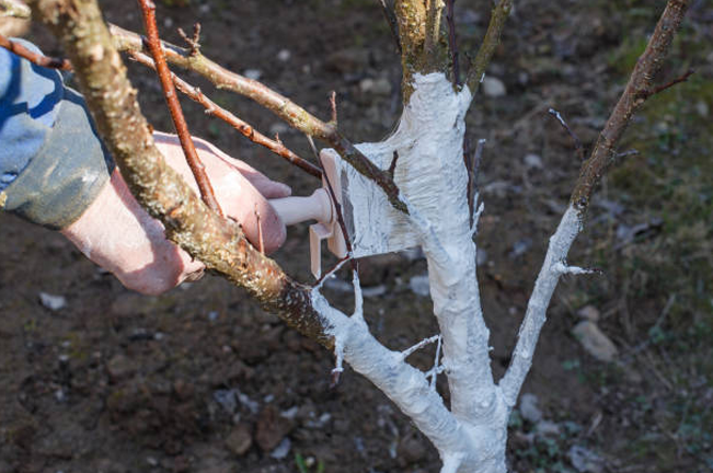 A gardener applies white protective paint to the trunk and branches of a tree to prevent sunscald and pest damage, ensuring the tree's health and growth in harsh conditions.