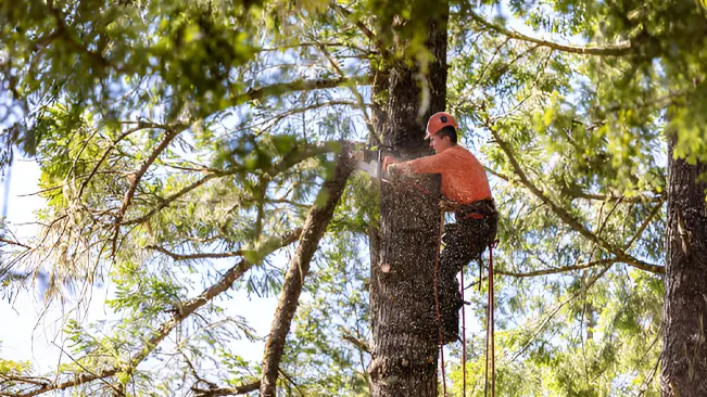 How to Prepare Your Trees for Extreme Weather Conditions