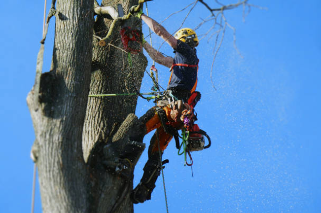 A tree worker, equipped with safety gear and a chainsaw, climbs a tall tree to remove branches, practicing safe pruning techniques to promote tree health and maintain safety.