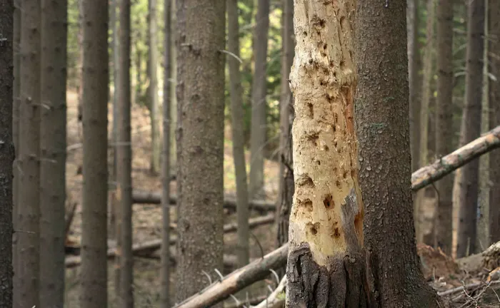 How Do I Recognize When A Tree Is Sick? What Are The Signs?