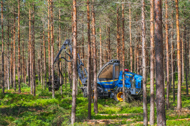 A forestry machine operates in a dense forest, thinning trees to reduce overcrowding. This mechanized thinning process promotes healthier tree growth and improves overall forest management.