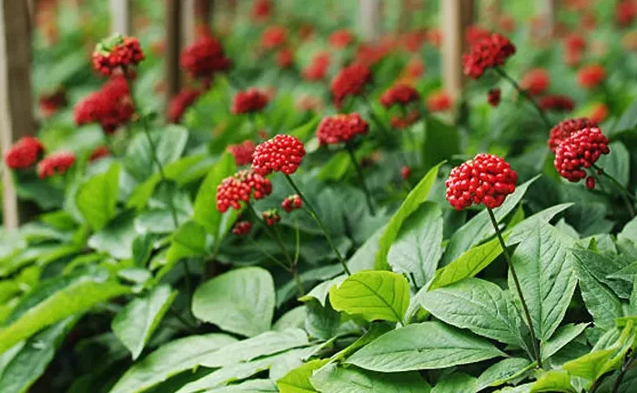 U.S. Forest Service Pauses NC Ginseng Harvesting for 2024 Season