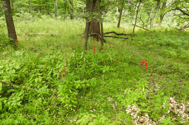 A forest floor covered in lush green vegetation with scattered red wildflowers. Large trees provide shade, and fallen branches rest on the ground in the natural woodland scene.