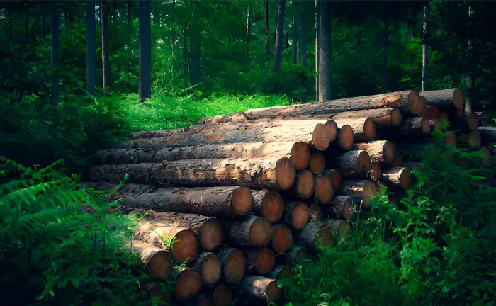 Sustainable Forestry: Practices and Benefits You Need to Know