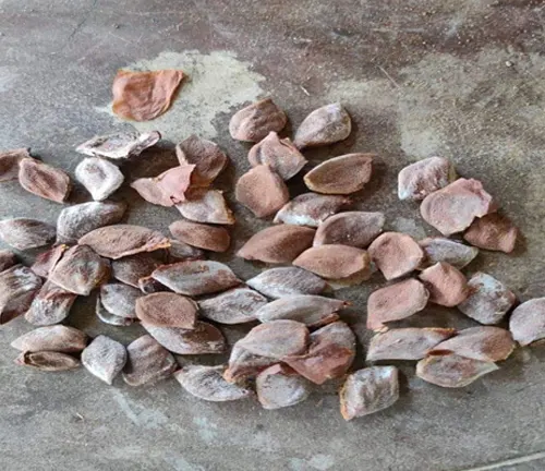 A close-up of Bayok tree seeds scattered on a flat surface, displaying their brownish color and slightly textured outer coating, ready for planting or propagation.