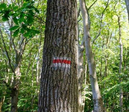 A tree trunk marked with red and white paint in a lush forest, indicating a trail or boundary. The marking stands out against the natural bark, serving as a guide for hikers or foresters.