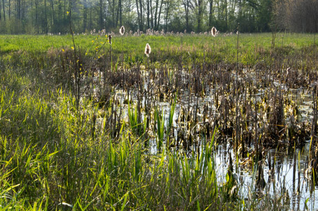 A lush wetland area filled with tall green grasses and cattails, with patches of standing water reflecting sunlight. In the background, dense trees border the wetland.