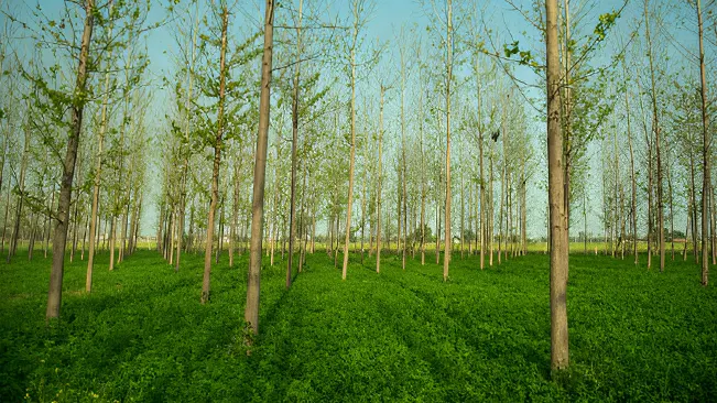 Agroforestry Benefits Farming